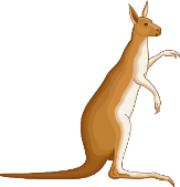Kangaroo Australien,