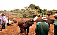 Nairobi Ostafrika, Elephant Sanctury
