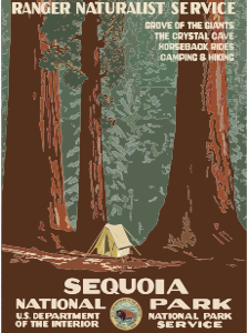 Poster-Sequoia-Redwoods-National-Park-Navi-mieten
