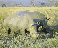 Rhinoceros-in-South-Africa-navi-mieten-world