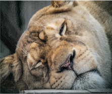 Sleepy-Lion-navi-mieten