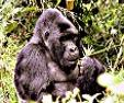 Uganda Navi mieten Gorilla